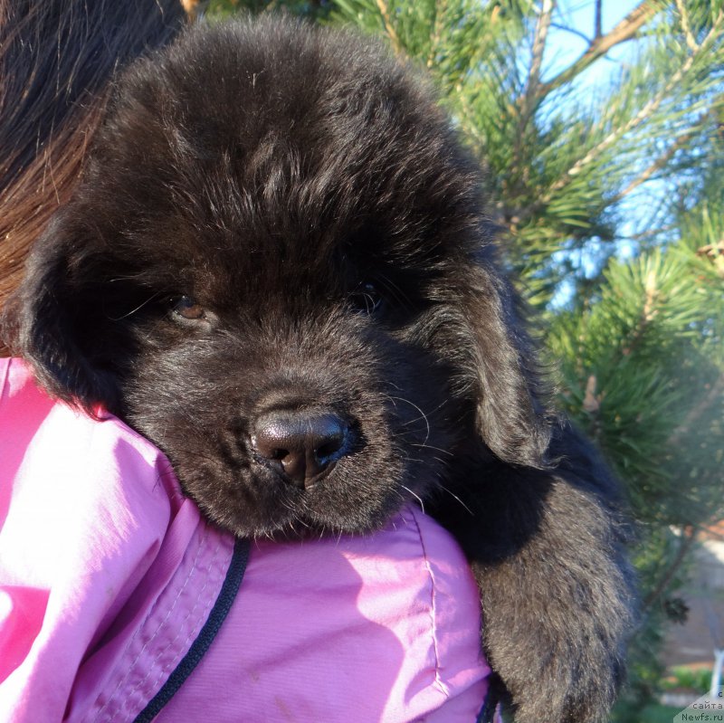 Фото: ньюфаундленд Дар Свезы Со Ит Шелл Би (Dar Svezy So it Shell Be), ньюфаундленд Бридж Овер Траблд Ривер (Bridge Over Troubled River)