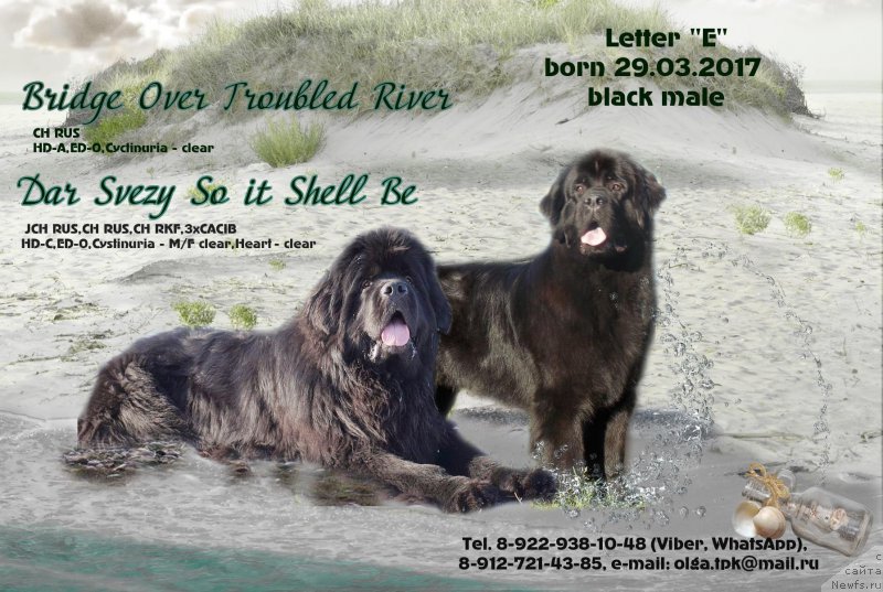 Фото: ньюфаундленд Дар Свезы Со Ит Шелл Би (Dar Svezy So it Shell Be), ньюфаундленд Бридж Овер Траблд Ривер (Bridge Over Troubled River)