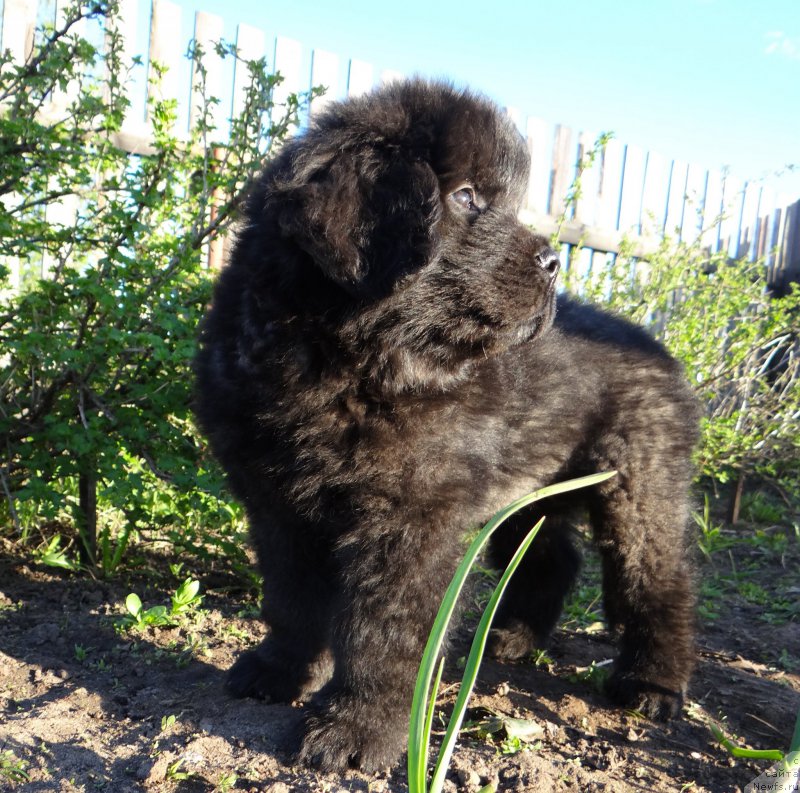 Фото: ньюфаундленд Дар Свезы Со Ит Шелл Би (Dar Svezy So it Shell Be), ньюфаундленд Бридж Овер Траблд Ривер (Bridge Over Troubled River)
