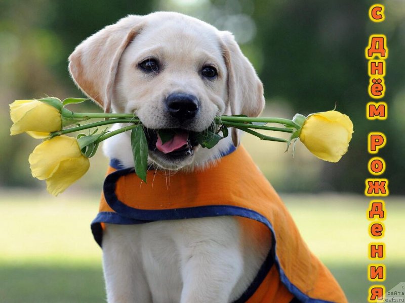 Фотография № 225303