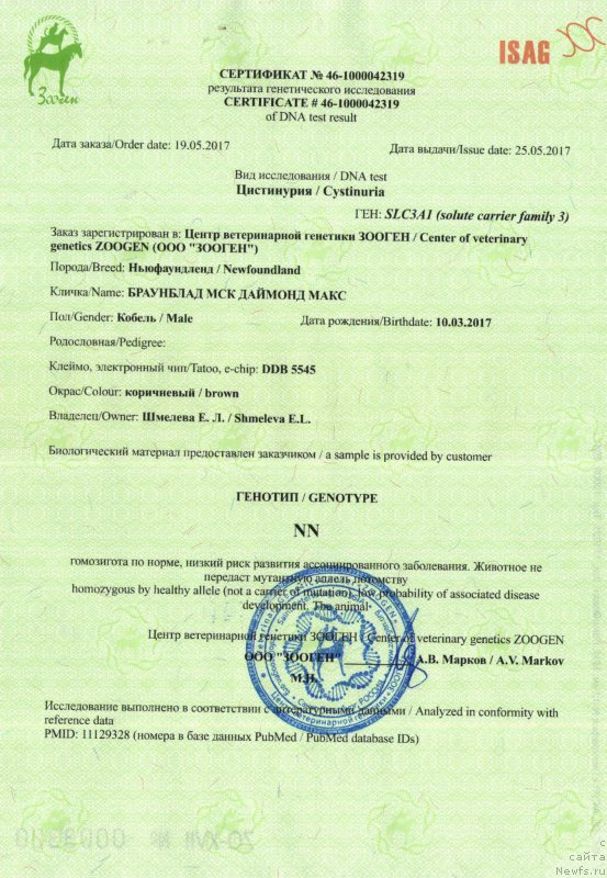 Фото: ньюфаундленд Браунблад МСК Даймонд Макс