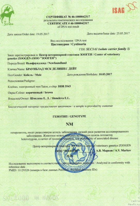 Фото: ньюфаундленд Браунблад МСК Делишес Дейт (Brownblood MSK Delicious Deyt)