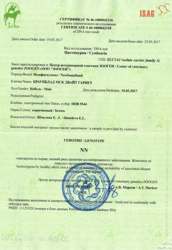 Фото: ньюфаундленд Браунблад МСК Двайт Гарнет