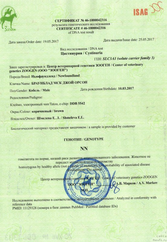 Фото: ньюфаундленд Браунблад МСК Джой Орсон