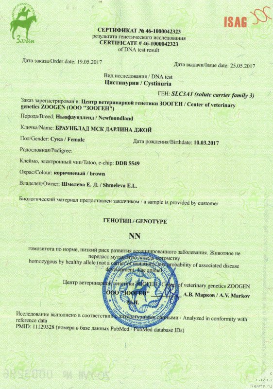 Фото: ньюфаундленд Браунблад МСК Дарлина Джой (Brownblood MSK Darlina Joy)