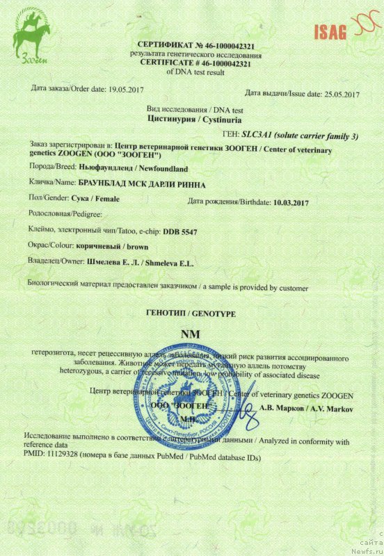 Фото: ньюфаундленд Браунблад МСК Дарли Ринна (Brownblood MSK Darley Rinna)