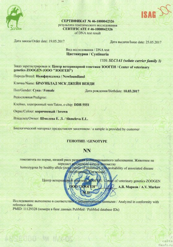 Фото: ньюфаундленд Браунблад МСК Джейн Венди