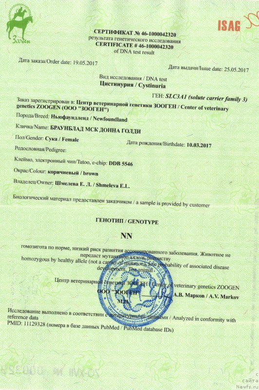 Фото: ньюфаундленд Браунблад МСК Донна Голди