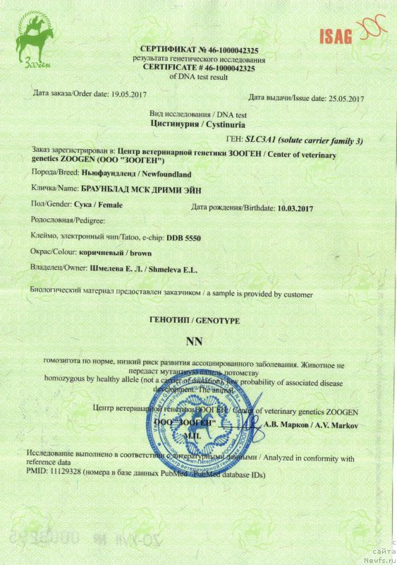 Фото: ньюфаундленд Браунблад МСК Дрими Эйн (Brownblood MSK Drimi Ein)