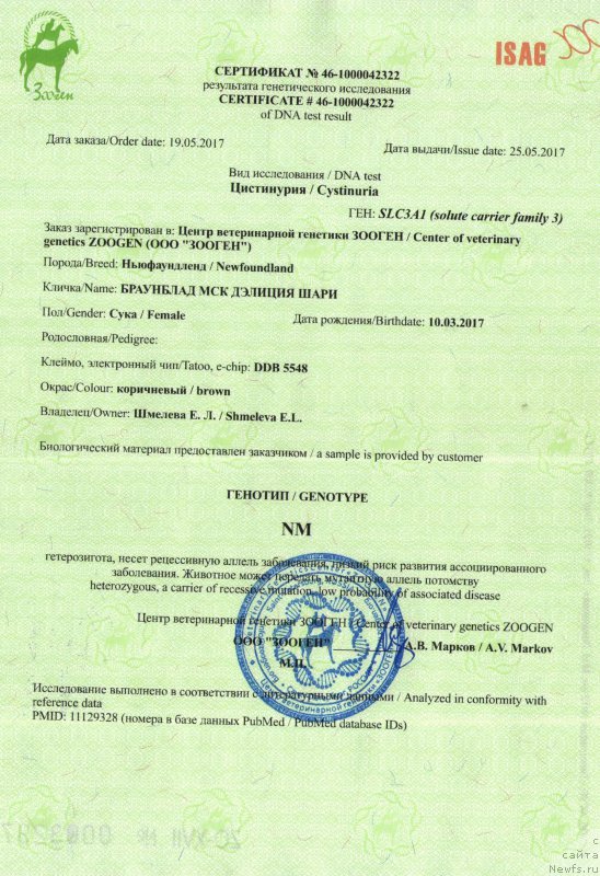 Фото: ньюфаундленд Браунблад МСК Дэлиция Шари (Brownblood MSK Delicia Shari)