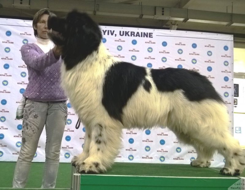 Фото: ньюфаундленд Admiral