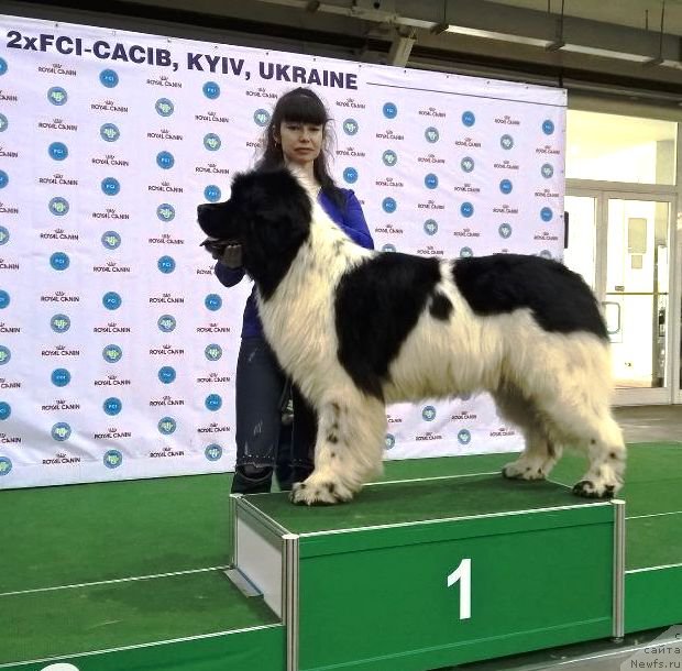 Фото: ньюфаундленд Admiral