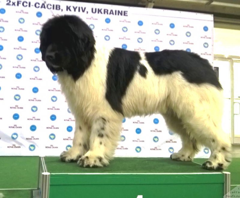 Фото: ньюфаундленд Admiral