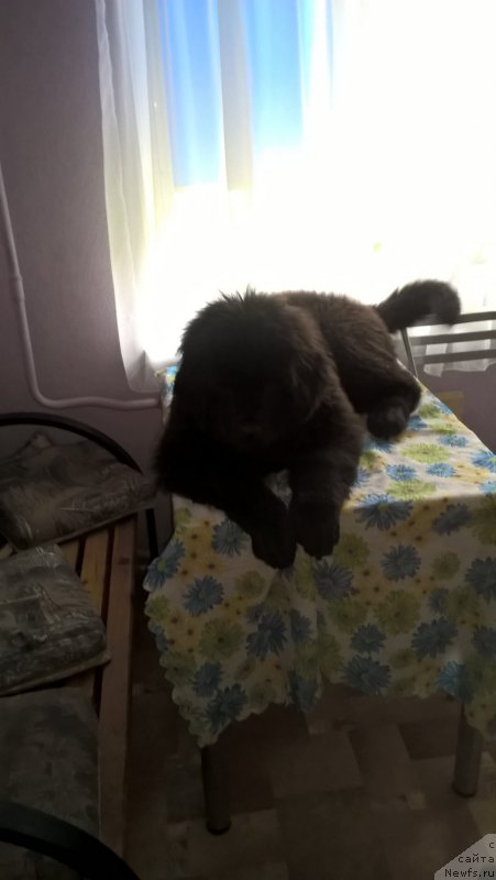 Фото: ньюфаундленд Инфант Форева Янг