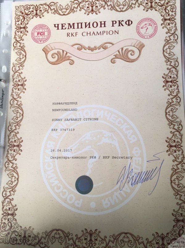 Фото: ньюфаундленд Сунну Сафранит Цитрине (Sunny Safranit Citrine)