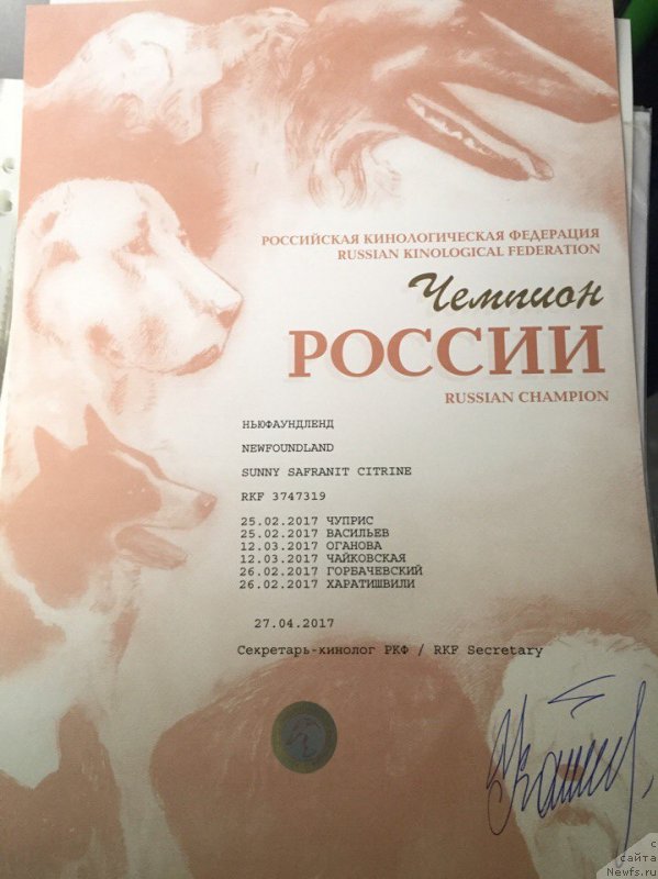 Фото: ньюфаундленд Сунну Сафранит Цитрине (Sunny Safranit Citrine)