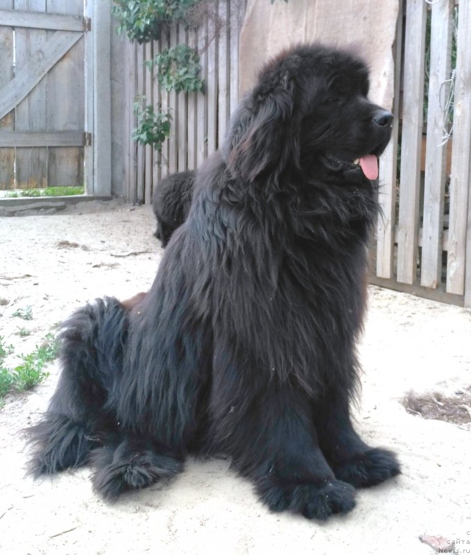 Фото: ньюфаундленд Velyke Malyatko Dnipro