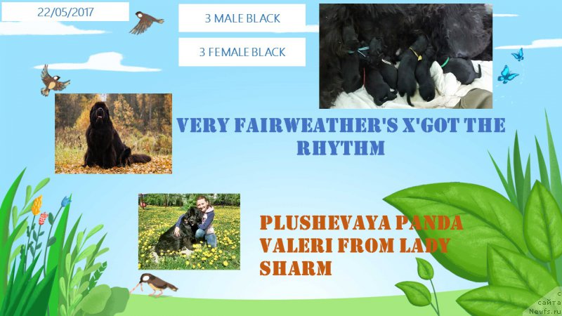 Фото: ньюфаундленд Плюшевая Панда Валери от Леди Шарм (Plushevaya Panda Valeri from Lady Sharm)