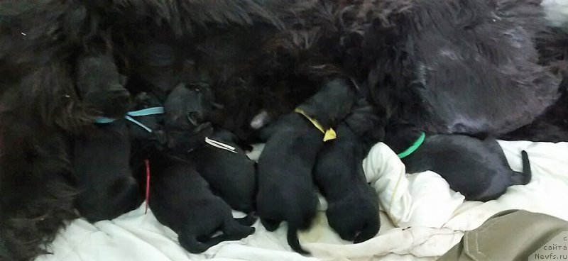 Фото: ньюфаундленд Плюшевая Панда Валери от Леди Шарм (Plushevaya Panda Valeri from Lady Sharm)