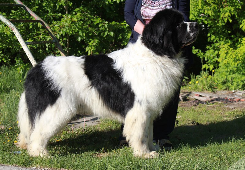 Фотография № 225347