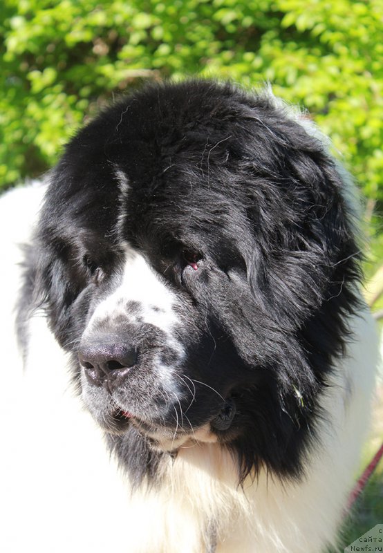 Фотография № 225352