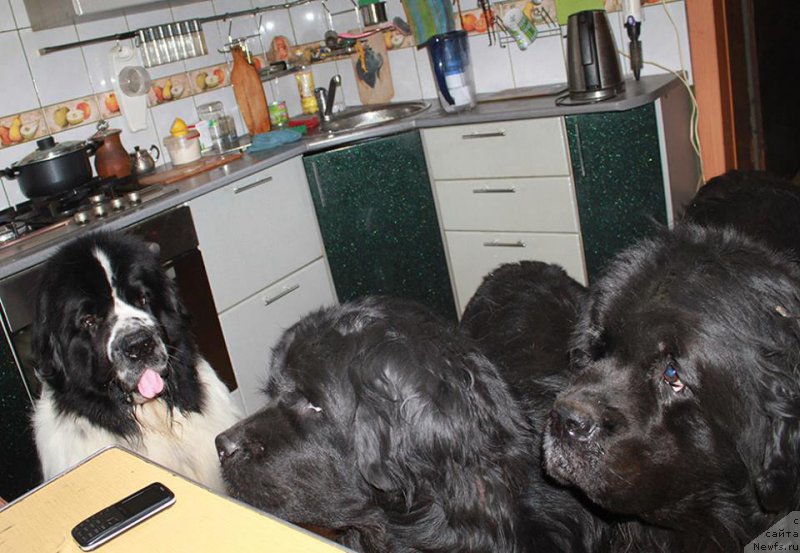 Фотография № 225357