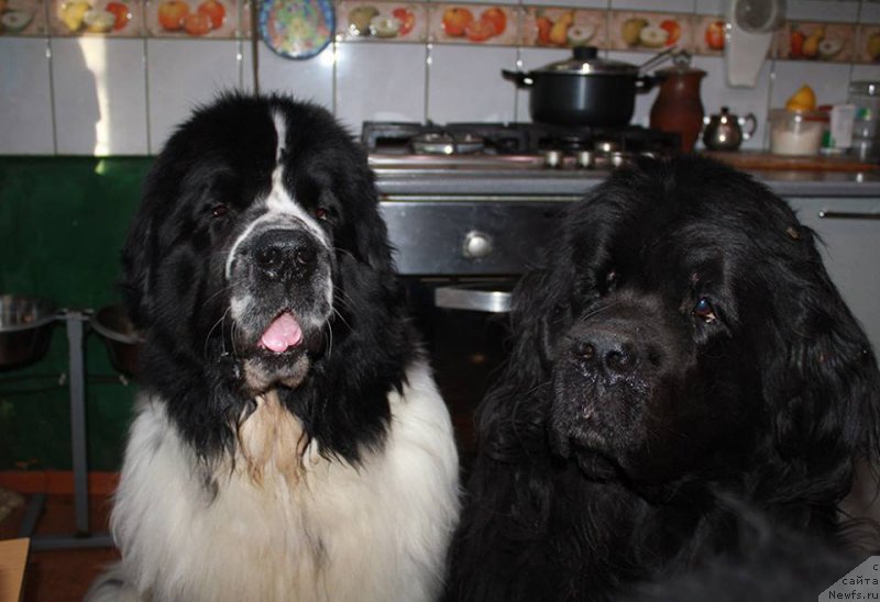 Фотография № 225358