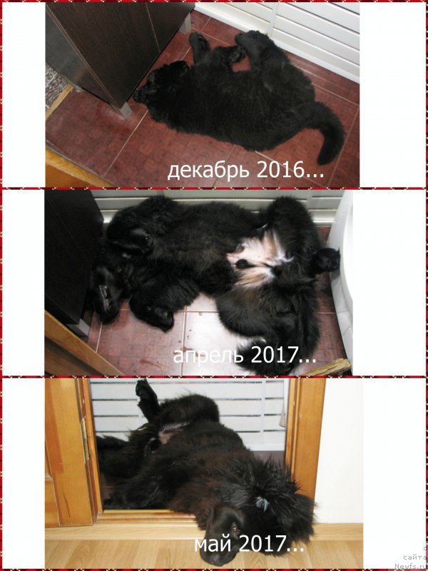 Фото: ньюфаундленд Козырный Туз с Берега Дона (Kozyrniy Tuz s Berega Dona)