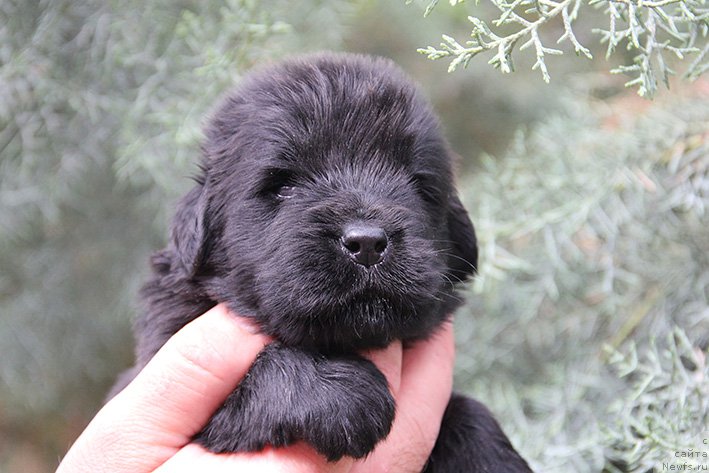 Фотография № 225364