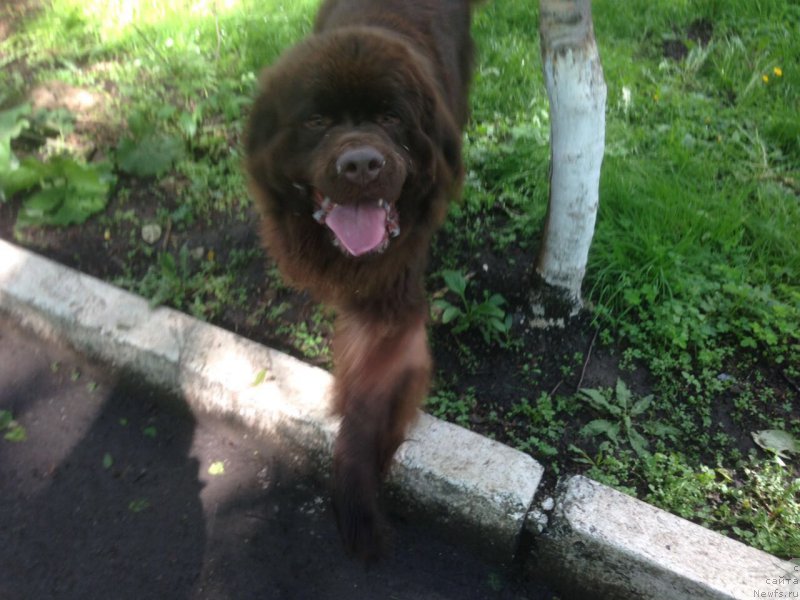 Фото: ньюфаундленд Браунблад МСК Бен-Ами Лон