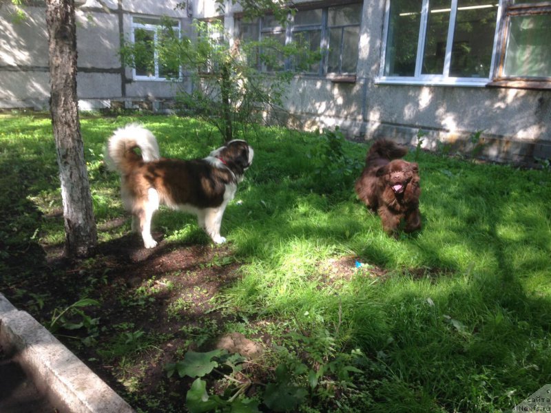 Фото: ньюфаундленд Браунблад МСК Бен-Ами Лон