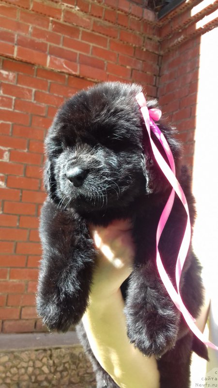 Фото: ньюфаундленд Супер Премиум Эдда-Брунхильда