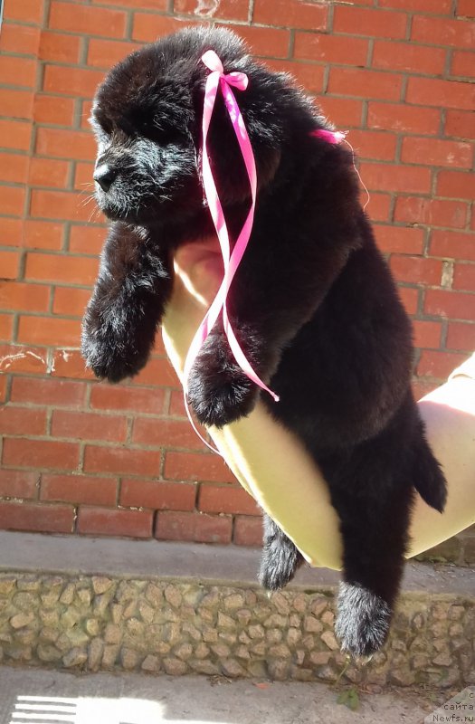 Фото: ньюфаундленд Супер Премиум Эдда-Брунхильда