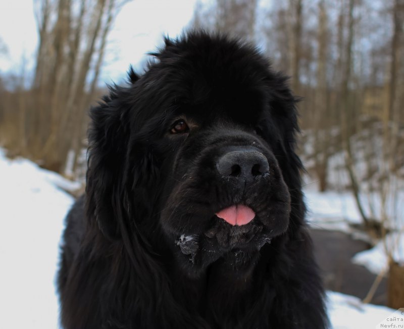 Фото: ньюфаундленд Бегущая по Волнам Чойс оф Фибоначчи (Begushaya po Volnam Choice of Fibonacci)