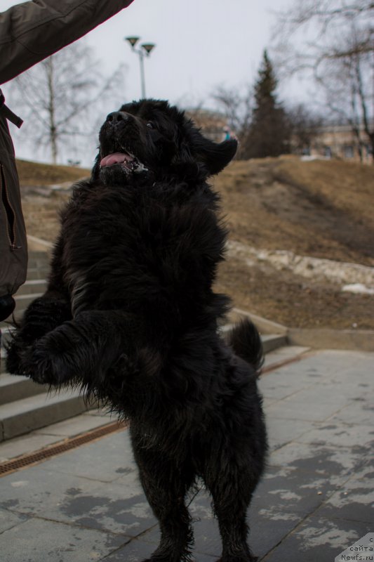 Фото: ньюфаундленд Бегущая по Волнам Чойс оф Фибоначчи (Begushaya po Volnam Choice of Fibonacci)