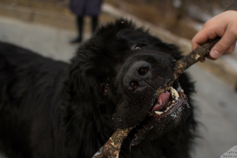 Фото: ньюфаундленд Бегущая по Волнам Чойс оф Фибоначчи (Begushaya po Volnam Choice of Fibonacci)
