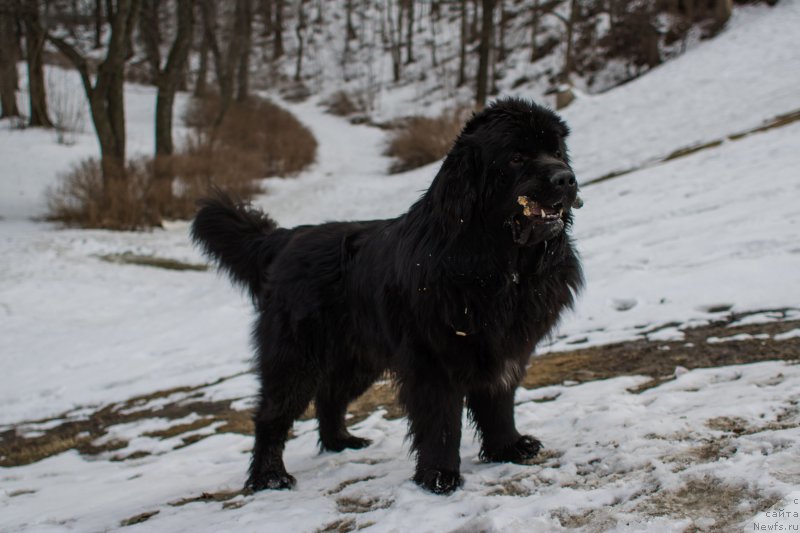 Фото: ньюфаундленд Бегущая по Волнам Чойс оф Фибоначчи (Begushaya po Volnam Choice of Fibonacci)