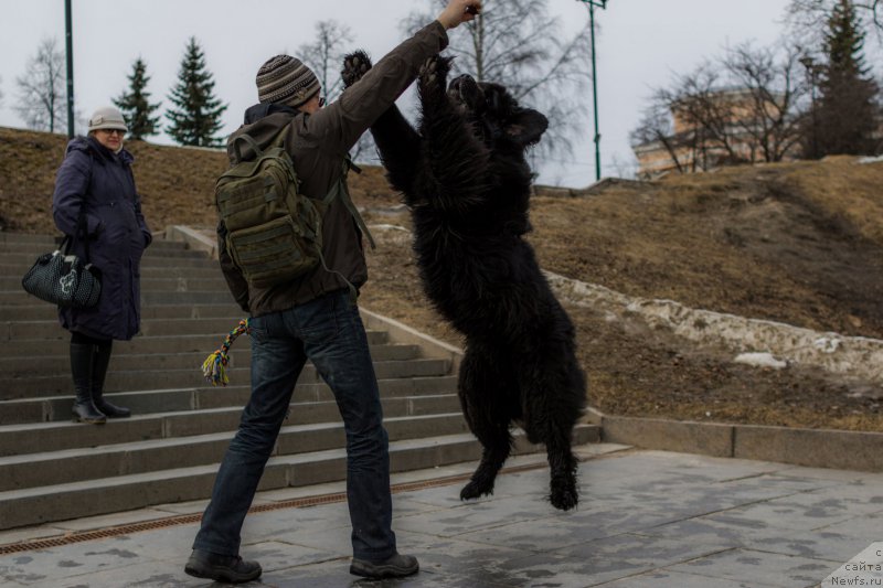 Фото: ньюфаундленд Бегущая по Волнам Чойс оф Фибоначчи (Begushaya po Volnam Choice of Fibonacci)