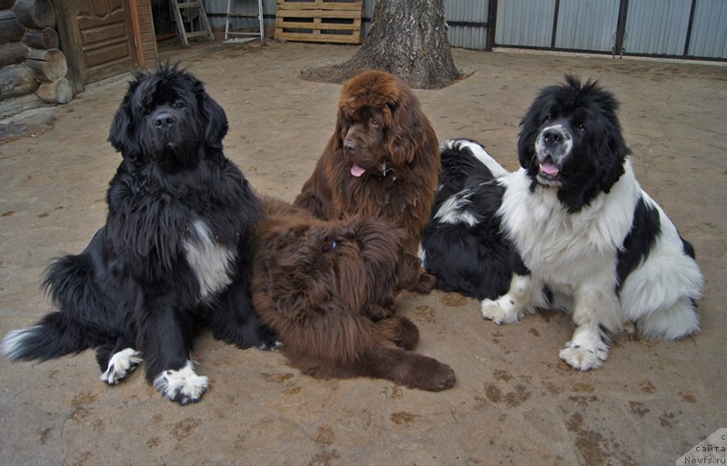 Фото: ньюфаундленд Супер Бизон Индия, ньюфаундленд Акватория Келвин Спирит зе Некст, ньюфаундленд Супер Бизон Отис Тобиас, ньюфаундленд Супер Бизон Мурсиелага, ньюфаундленд Супер Премиум Жодо Феролли (Super Premium Zhodo Ferolli)