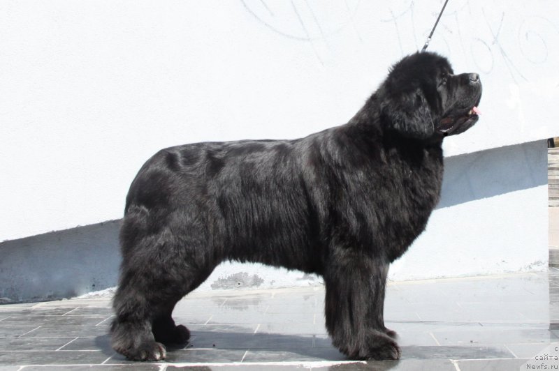 Фото: ньюфаундленд Аквиан Сонг Лаватера (Akvian Song Lavatera)