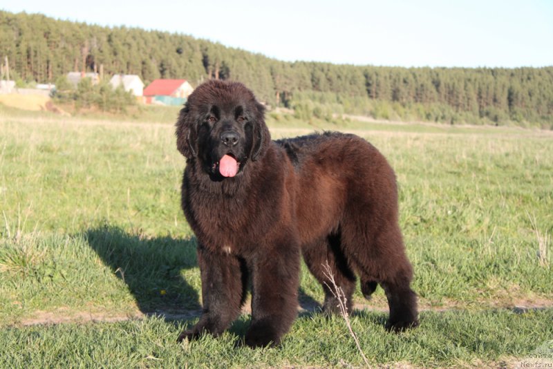 Фото: ньюфаундленд Аквиан Сонг Торнадо