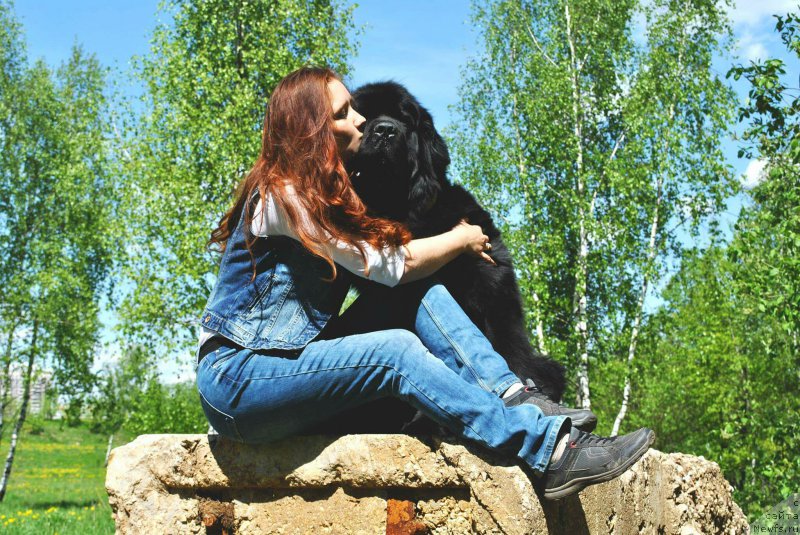 Фото: ньюфаундленд Черный Чанк с Берега Дона (Chernyj Chank s Berega Dona), Ирина Складнова