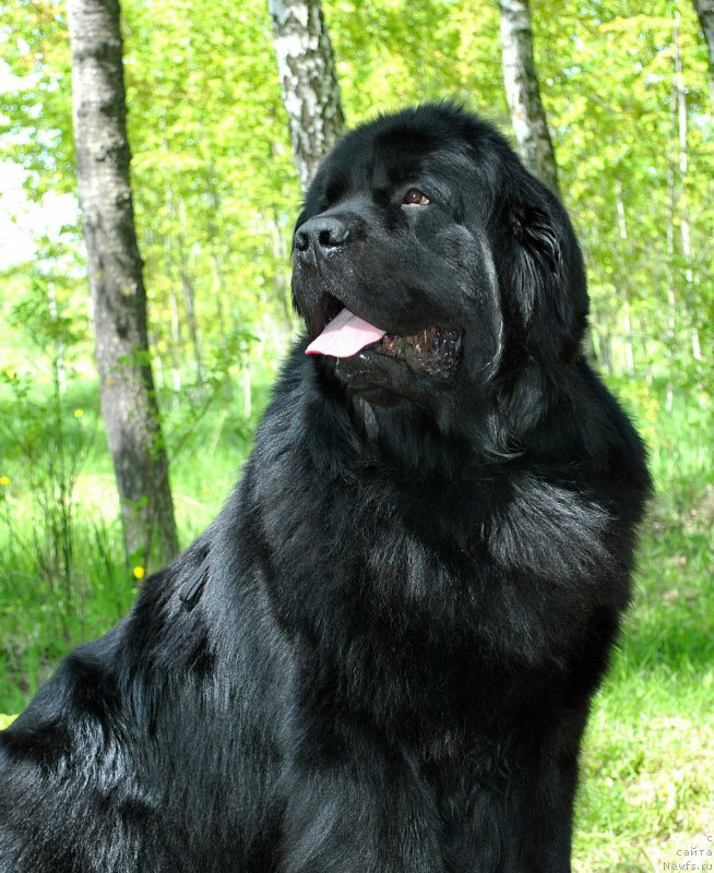 Фото: ньюфаундленд Черный Чанк с Берега Дона (Chernyj Chank s Berega Dona)