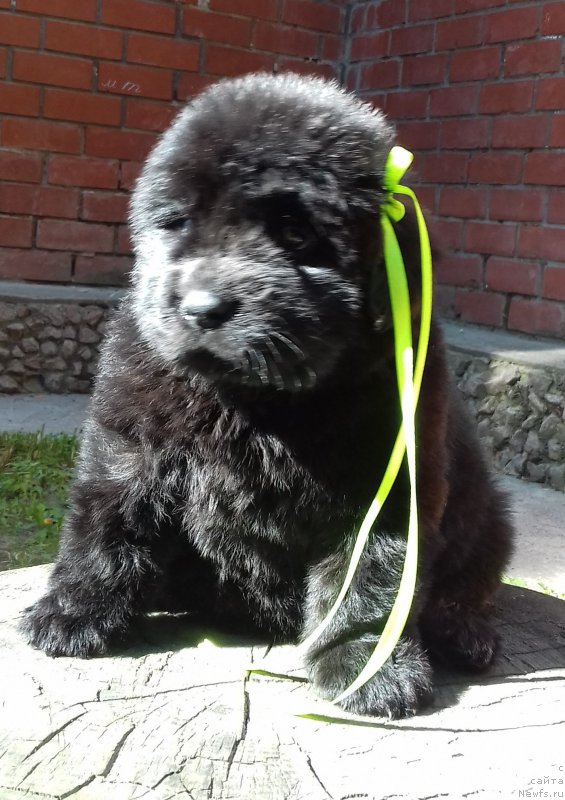 Фото: ньюфаундленд Супер Премиум Элита