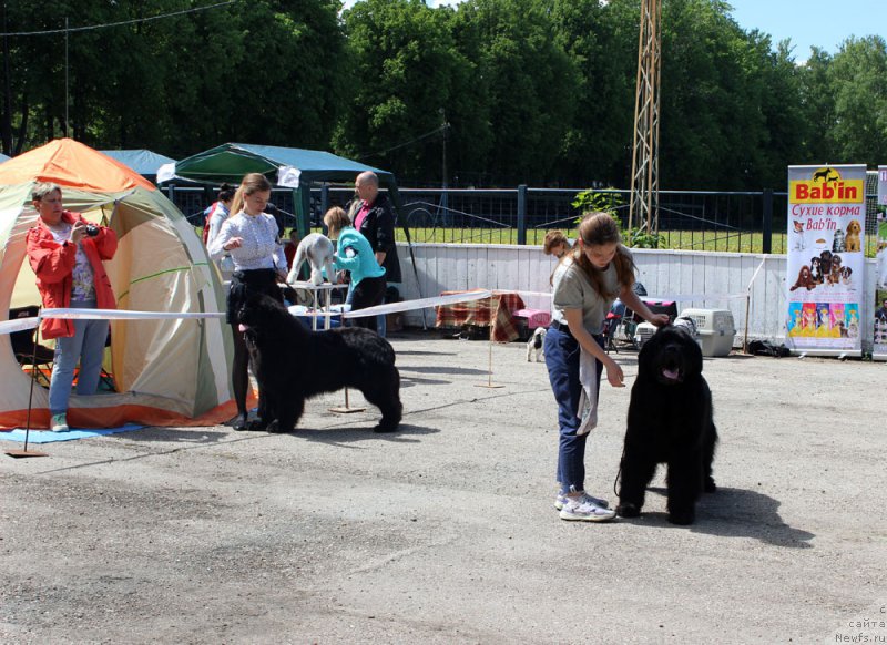Фото: Элеонора Веселова, ньюфаундленд Династик Брэнч Яндекс Хапинесс (Dynastic Branch Yandex Hapiness), Мария Шмелева, ньюфаундленд Чарльз Балу Блек Биар