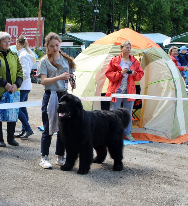 Фото: Мария Шмелева, ньюфаундленд Чарльз Балу Блек Биар