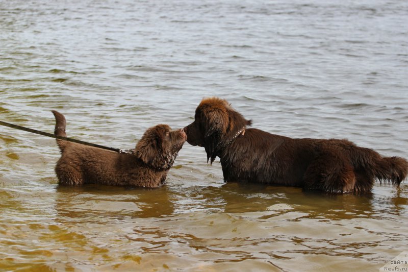 Фото: ньюфаундленд Браунблад МСК Абрамс-Стронг (Brownblood MSK Abrams-Strong), ньюфаундленд Браунблад МСК Ларчи Ардон (Brownblood MSK Larchie Ardon)
