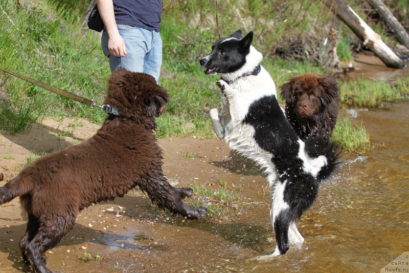 Фото: рел Фортис, ньюфаундленд Браунблад МСК Абрамс-Стронг (Brownblood MSK Abrams-Strong), ньюфаундленд Браунблад МСК Ларчи Ардон (Brownblood MSK Larchie Ardon)
