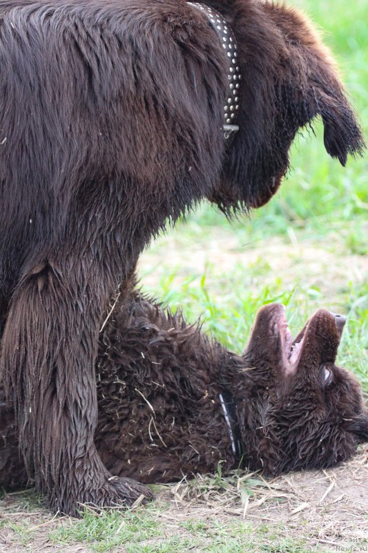 Фото: ньюфаундленд Браунблад МСК Абрамс-Стронг (Brownblood MSK Abrams-Strong), ньюфаундленд Браунблад МСК Ларчи Ардон (Brownblood MSK Larchie Ardon)