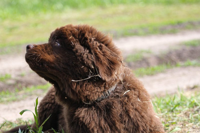 Фото: ньюфаундленд Браунблад МСК Ларчи Ардон (Brownblood MSK Larchie Ardon)